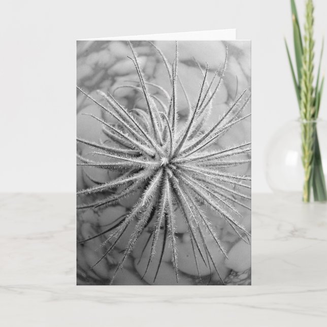 Carte Tillandsia tectorum (Devant)
