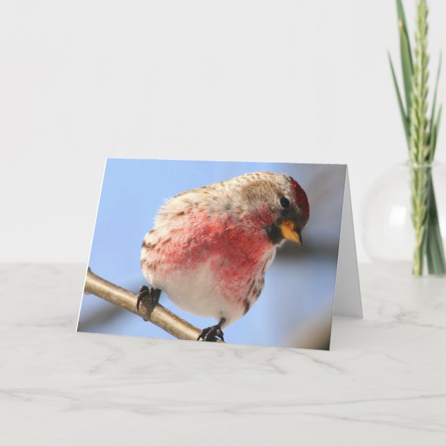 Carte Tilting Redpoll Greeting Card (Devant)