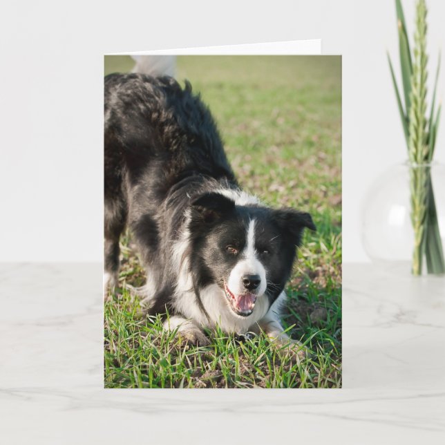 Carte Tino the Border Collie, prêt à jouer (Devant)