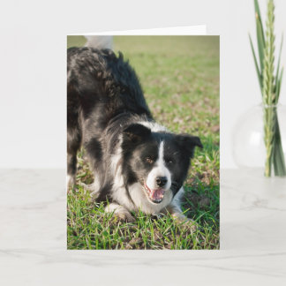 Carte Tino the Border Collie, prêt à jouer