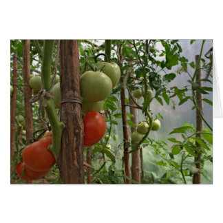 Carte Tomates