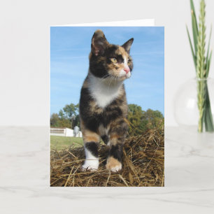 Carte Torti Cat sur une balle de foin