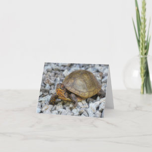 Carte Tortue