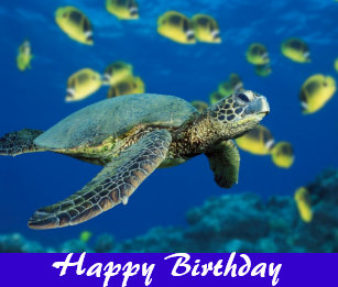 Cartes Tortue D Anniversaire Zazzle Fr