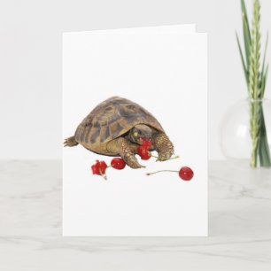 Carte Tortue et fraises de Hermann