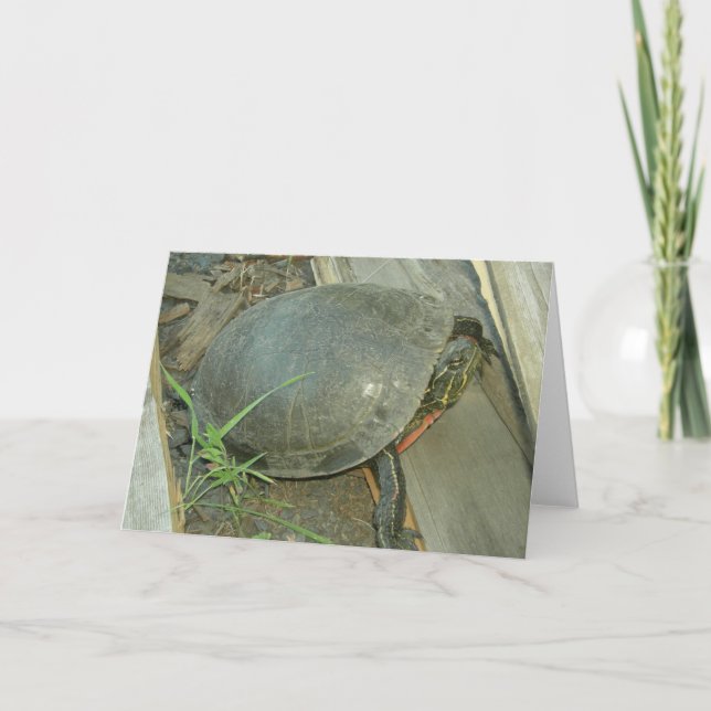 Carte Tortue peinte (picta de Chrysemys) (Devant)