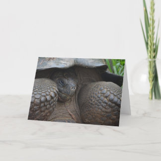 Carte Tortue timide de Galapagos