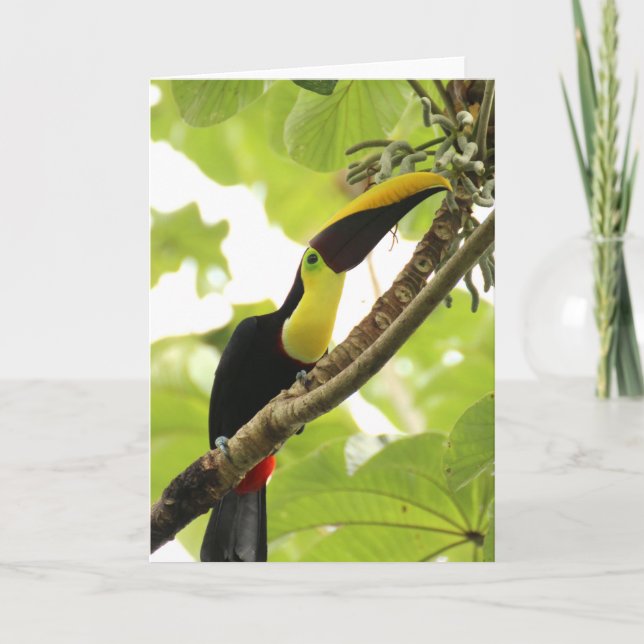 Carte Toucan de Swainson Oiseau Exotique (Devant)