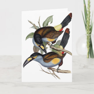 Carte toucan Plat-affiché de montagne