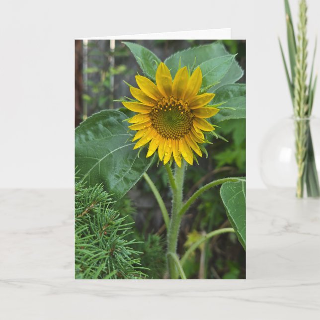 Carte Tournesol (Devant)