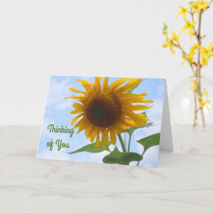 Carte Tournesol