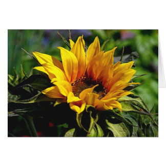CARTE Tournesol