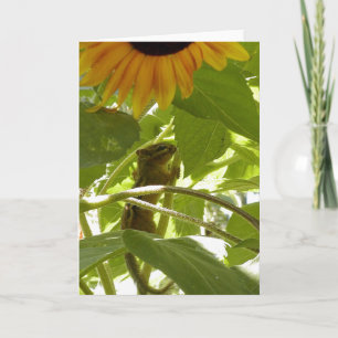 Carte Tournesol et tamia