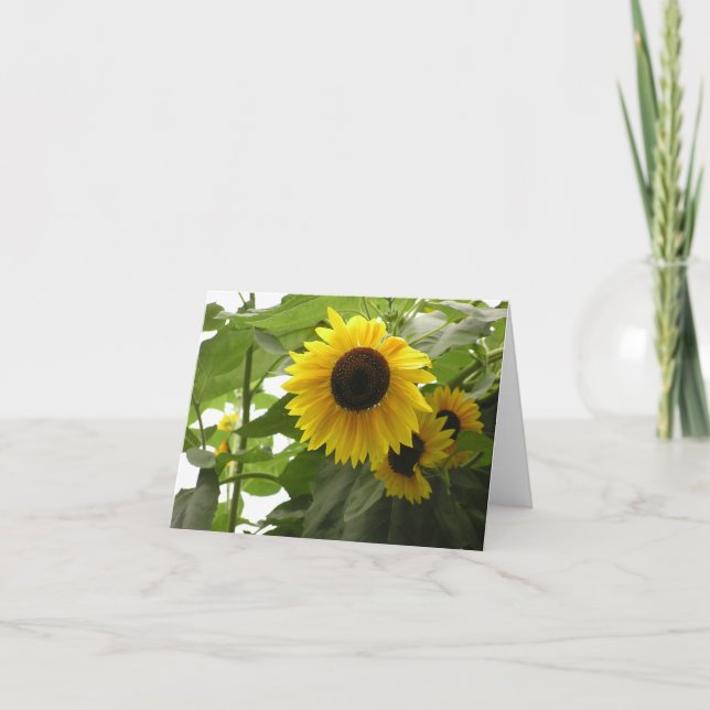 Carte Tournesol (Helianthus) (Devant)