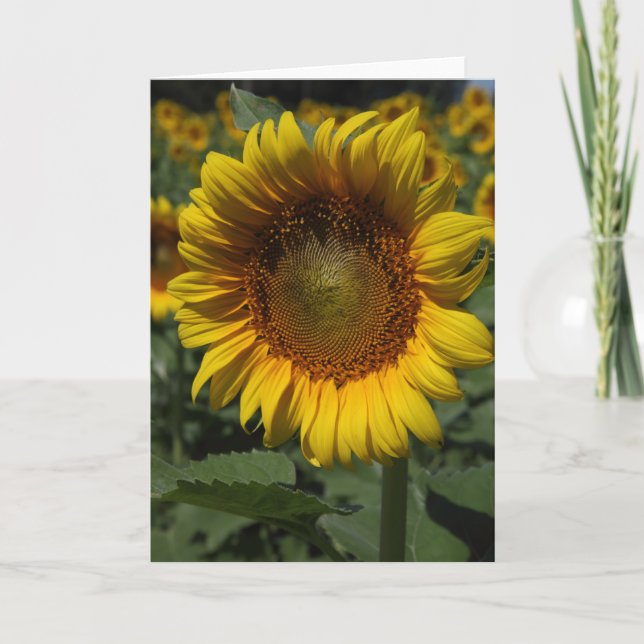 Carte Tournesols 09 (Devant)