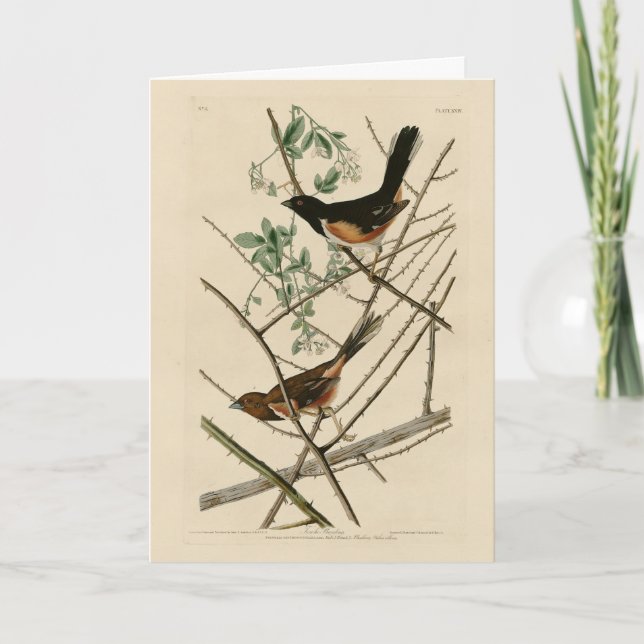Carte Towee Bunting (Eastern Towee) des oiseaux d'Audubo (Devant)