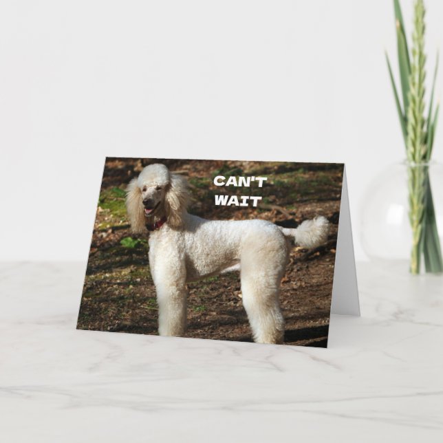 Carte TOY POODLE dit "JOYEUX 60e ANNIVERSAIRE" (Devant)