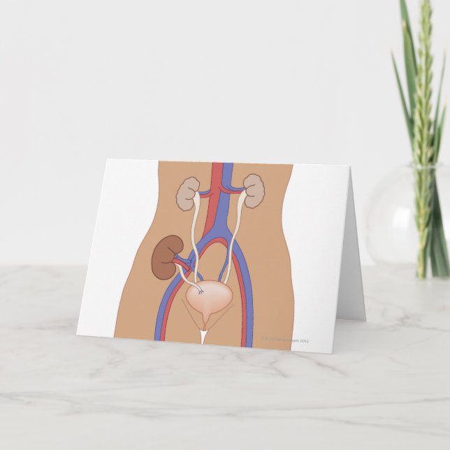 Carte Transplantation rénale (Devant)