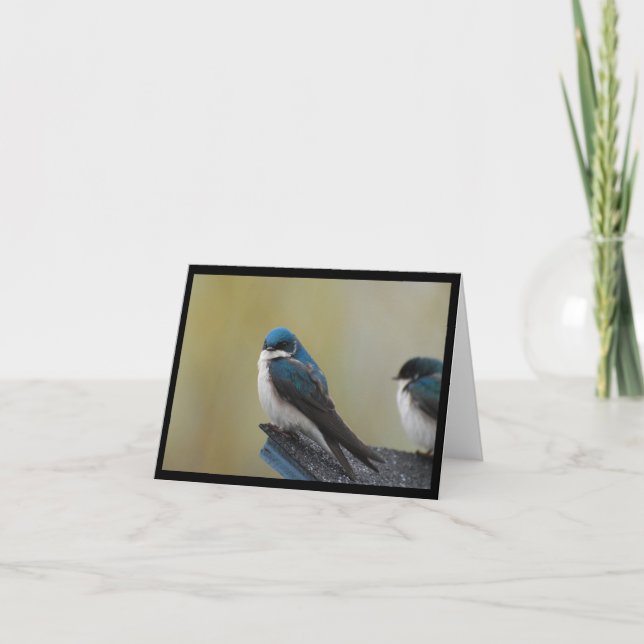 Carte Tree Swallow Note Card (blank) (Devant)