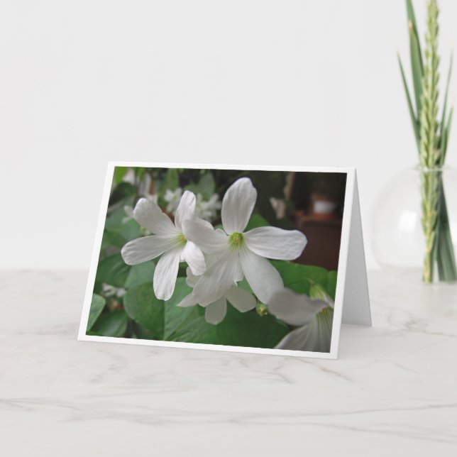 Carte Trèfle blanc en fleurs à l'intérieur vide (Devant)