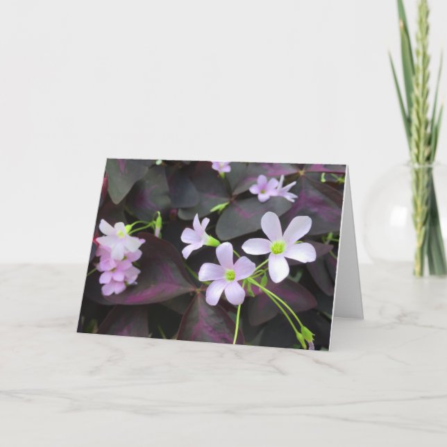 Carte Trèfle Violet Fleurs Photographie Pensée pour Vous (Devant)