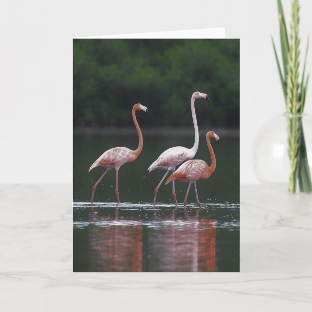 Carte Trio Flamant rose (Devant)