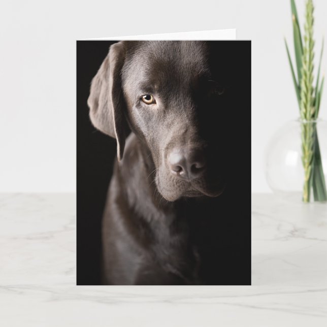 Carte Triste chocolat Labrador (Devant)