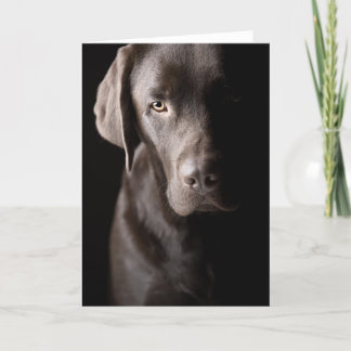 Carte Triste chocolat Labrador