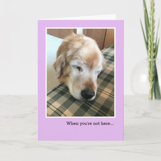 Carte Triste Golden Retriever avec tête sur chaise Miss  (Devant)