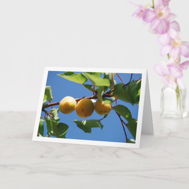 Carte Trois fruits d'abricot sur l'arbre (Orchidée)