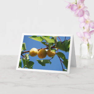 Carte Trois fruits d'abricot sur l'arbre