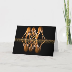 Carte Trois impalas boivent ensemble la nuit