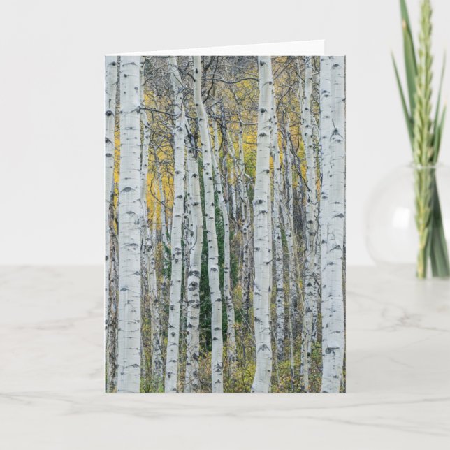 Carte Troncs d'arbres Trembles | Aspen, Colorado (Devant)