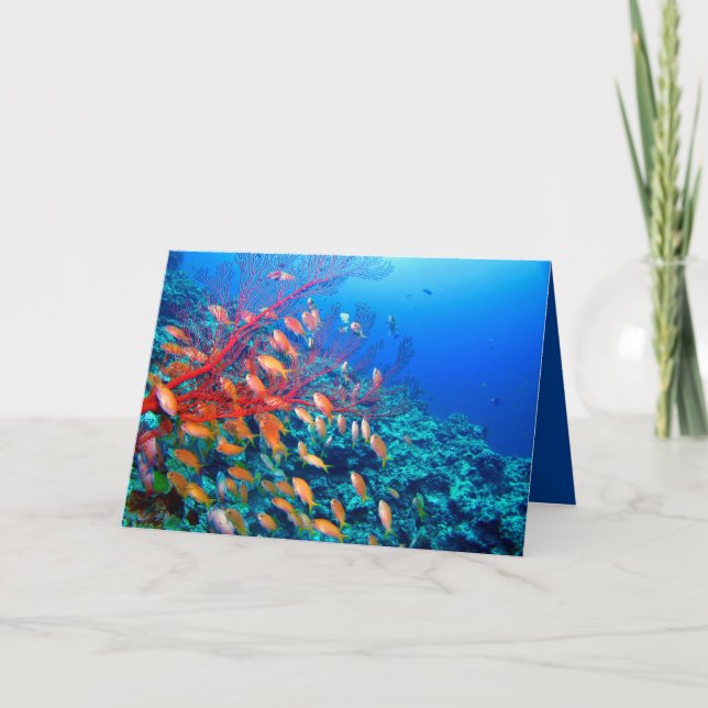 Carte Tropical Fish Undersea Coral Reef (Devant)