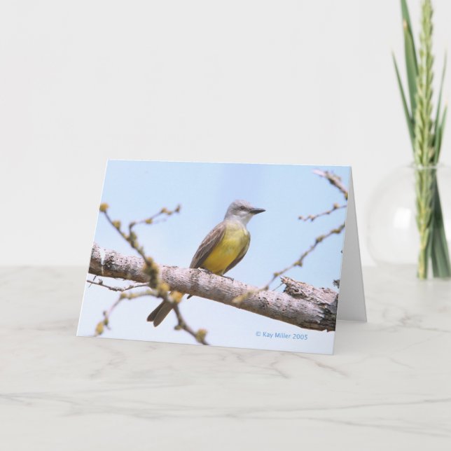 Carte Tropical Kingbitrd-1-05 (Devant)