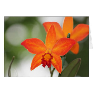 Carte Tropical Orange Orchid