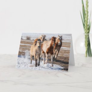 Carte Troupeau de chevaux de races mixtes courant dans l