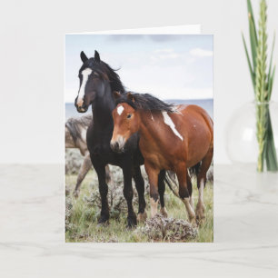 Carte Troupeau de chevaux sauvages