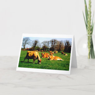 Carte Troupeau de vaches Jersey
