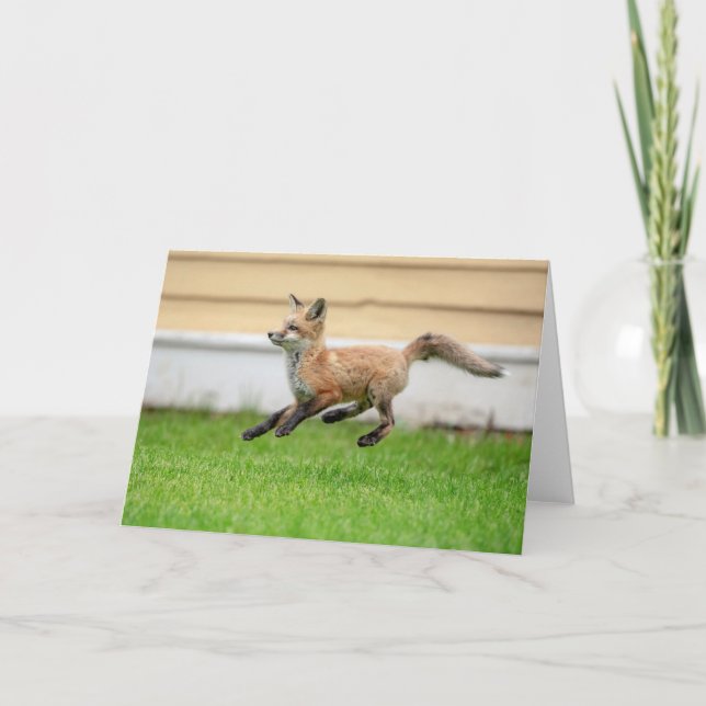 Carte Trousse Red Fox dans la vallée de l'Hudson (Devant)