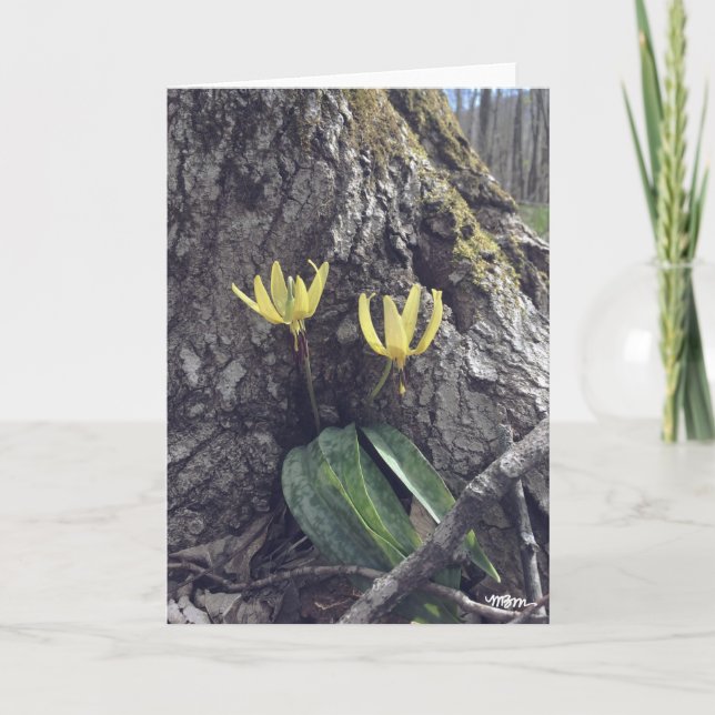 Carte Trout Lily - Blank Card (Devant)