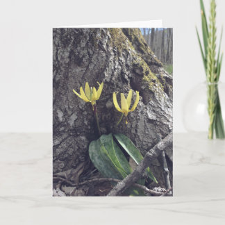 Carte Trout Lily - Blank Card
