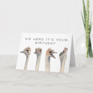 Carte Trouve Son Anniversaire   Oiseaux d'autruche