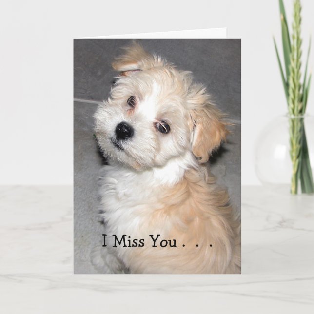 Carte Tu me manque. - Chiot de Havanese (Devant)