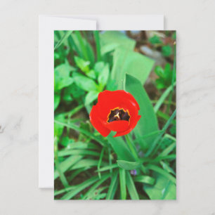 Carte Tuliforme rouge
