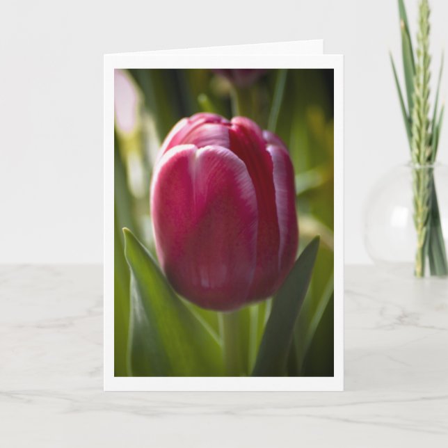 Carte Tulip (Devant)