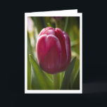 Carte Tulip<br><div class="desc">This flower photo is suitable for a spring holiday card,  Mother's day or a birthday.</div>