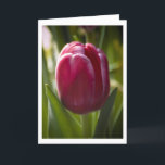 Carte Tulip<br><div class="desc">This flower photo is suitable for a spring holiday card,  Mother's day or a birthday.</div>