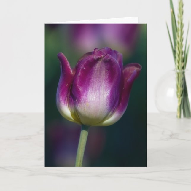 Carte Tulip01 (Devant)