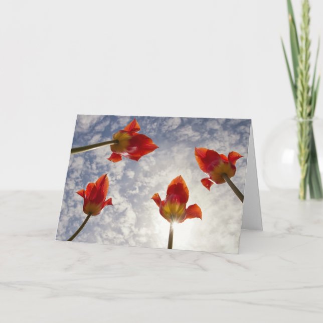 Carte Tulip02 (Devant)